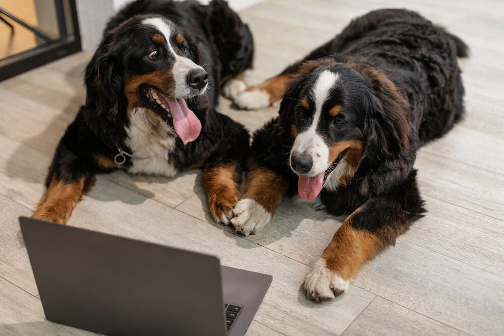 Two large dogs lying on a light-colored wood-look tile floor near a laptop