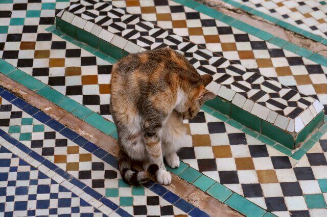 Cat sitting on a colorful geometric tile floor with black, white, green, and blue patterns