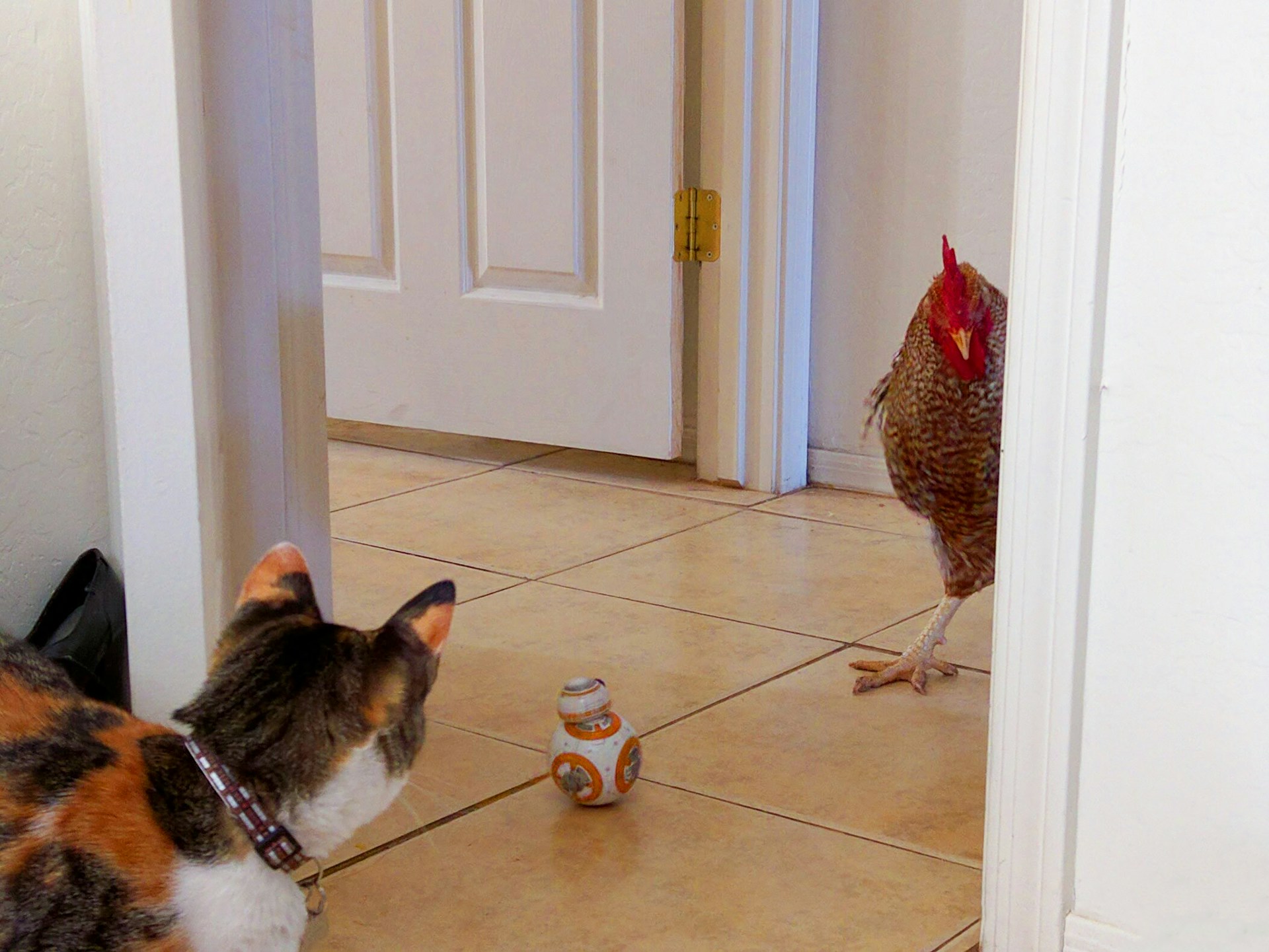 Cat and chicken on a tiled floor in a hallway with a small toy between them